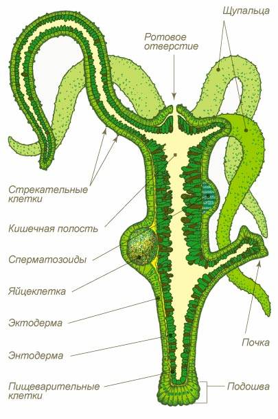 Кракен зеркало 2kraken biz